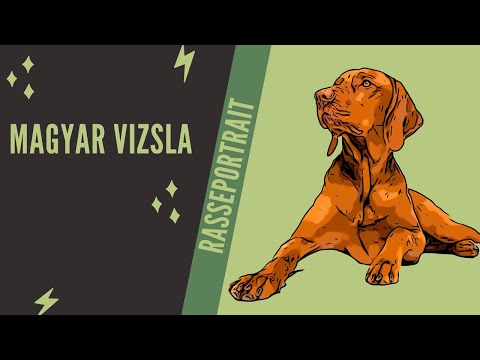 Magyar Vizsla  - Video Rasseportrait