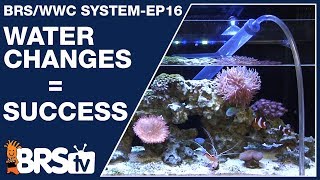 red sea coral pro
