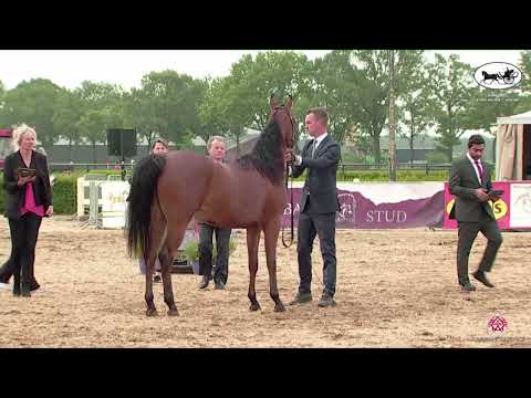 N 16 SABA DA   AH Weekend 2022   European C Show and SE Cup   Fillies 2 Years Old Class 3