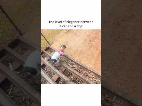 The cat just said 💅