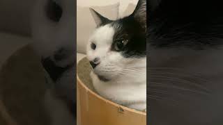 眠いけど耐えるうめ
