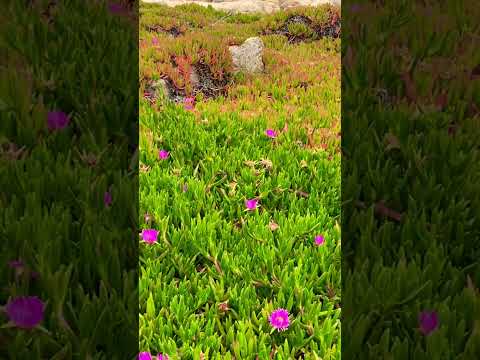 oceanside bloomy succulents # shorts #ytshorts #Mudita-RH