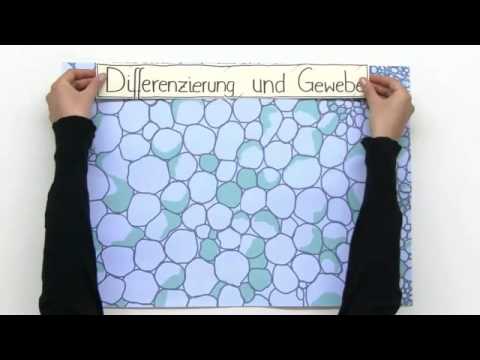 ZELLDIFFERENZIERUNG UND GEWEBE | Biologie | Biologie der Zellen