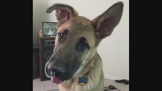 Albuquerque couple fears someone gave their dog away on Craigslist