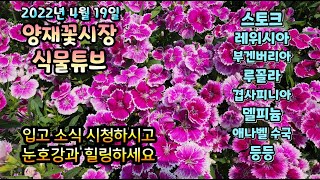 양재꽃시장 식물튜브 [ 야생화, 꽃류들 등등  입고소식 시청하시면서 눈호강 하세요~] #양재꽃시장 #식물튜브…