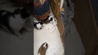 Papillon Puppies Videos