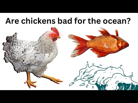 , title : 'Are Chickens Destroying the Ocean?'