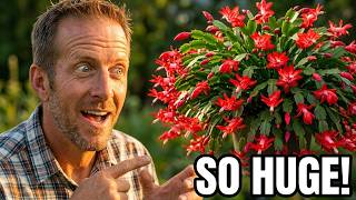 Grow a Massive Christmas Cactus | From Tiny Plant to Show-Stopper