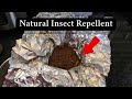 Burn This For 1 Minute And Watch The Insects Disappear