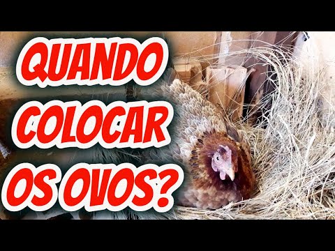 Como saber se a galinha está pronta para chocar os ovos? Qual o momento certo  pra colocar no ninho?
