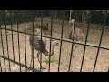 De vrienden van MeerZoo houden van dieren
