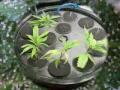 Growing Marijuana In My Yard 