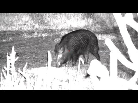 Åteljakt på vildsvin med Pulsar digex N455. NR3