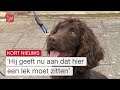 Speurhonden ingezet om lekkages stadsverwarming op te sporen | Omroep Flevoland