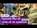De cavia overleefde het avontuur heelhuids.