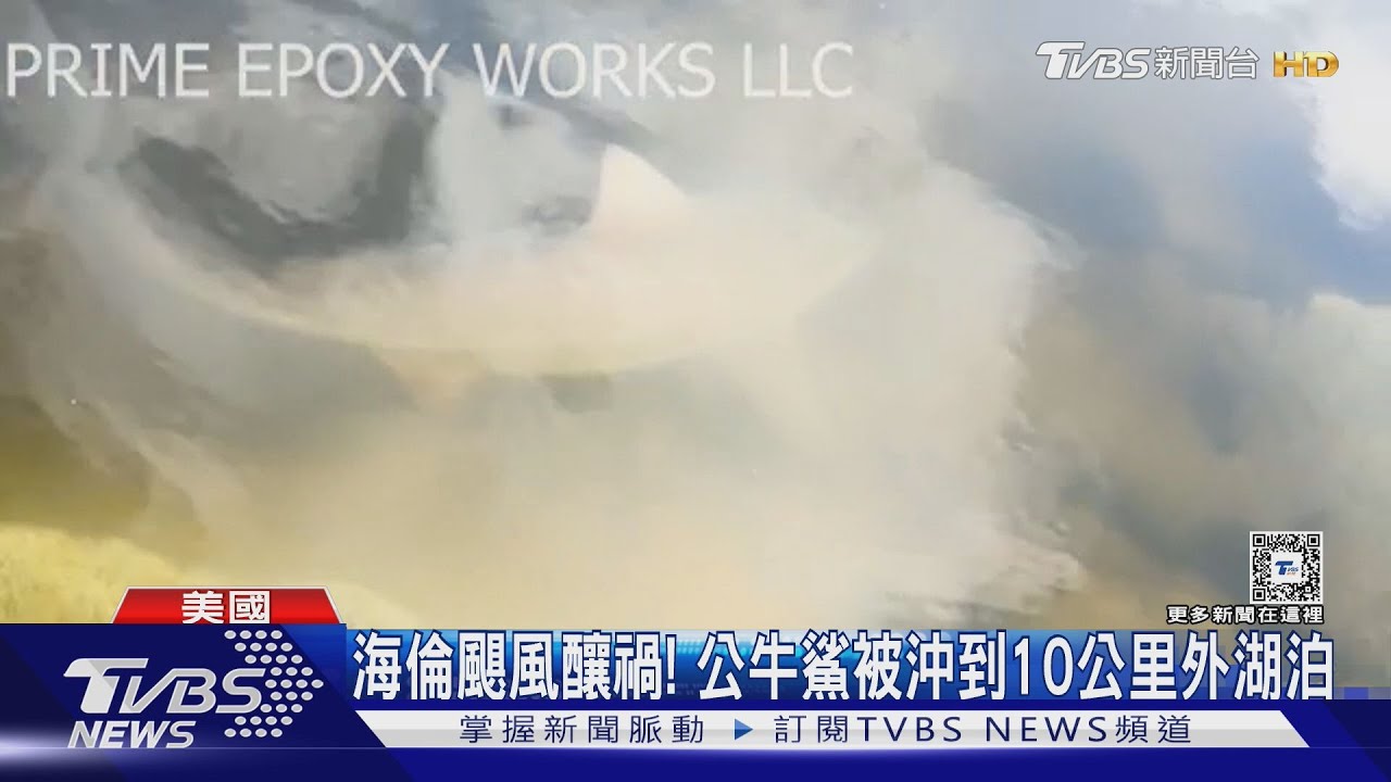 佛州湖泊驚見「公牛鯊」! 專家曝原因:海倫颶風肆虐溪水暴漲