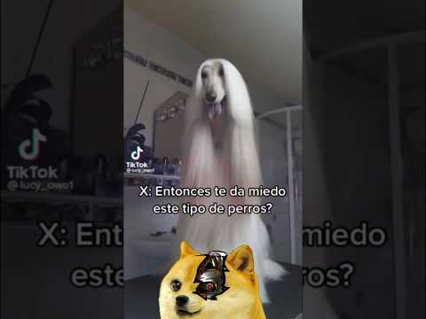 Are you afraid of dogs that act like humans? #shorts