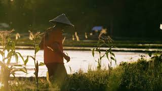 Download lagu Cinematic Petani Disawah // Footage Video Gratis // Free Download @CinematicNCR mp3