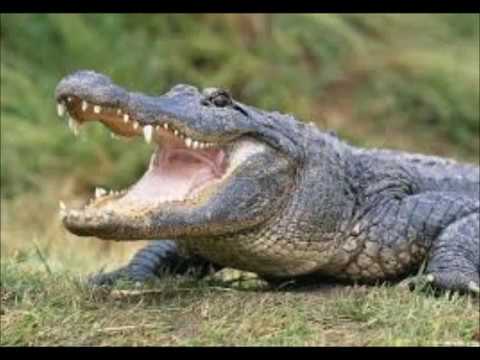 its Ｇ－ＢＯ-ＬＥＡＮ