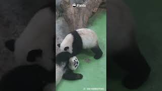 The Softest Panda Fight Ever | iPanda #shorts