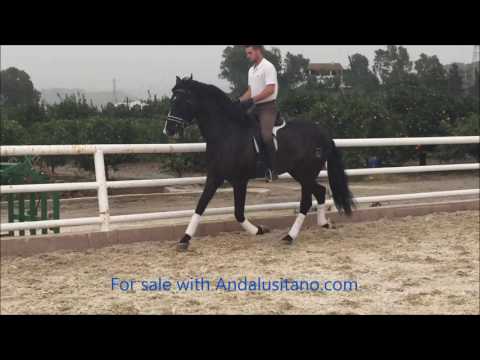 Nadador XLIX Very nice large baroque PRE