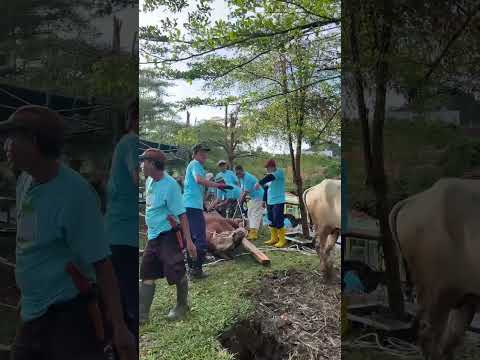 Sapi Simmental, Kurban dari Presiden RI 