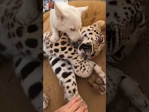 The dog and the man saved a leopard's life #animals #leopard #shorts