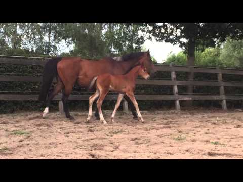 Stoeterij Vissers | Kylana Blue (Zirocco Blue x Caretino)