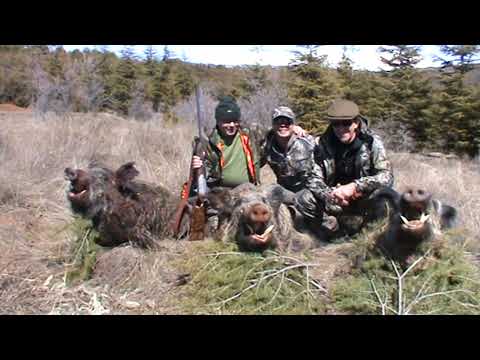 fantastische kapitale Keiler Jagd