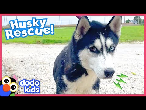 Scared Dog Stuck On A Pond Turns Into A Happy Tail-Wagger | Dodo Kids | Rescued!