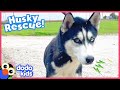 Scared Dog Stuck On A Pond Turns Into A Happy Tail Wagger Dodo Kids Rescued