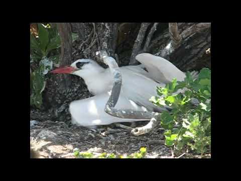 Red-tailed tropicbird (Tern Island, 2007)