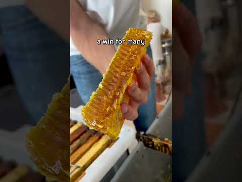 It doesn't get better than this! #shorts #beekeeping #honey #honeycomb #beekeeper #honeybees #bees