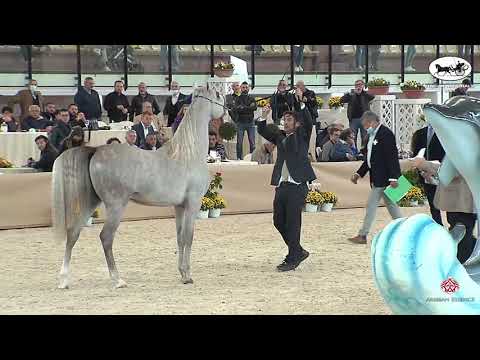 N 49 SAHAB AH STUD   Italian Nationals 2021   Colts 2 years old Class 5