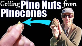 How to get Pine Nuts from Pinecones