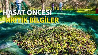 Hasattan Pazarlamaya Zeytinyağı Rehberi || Erken Hasat, Sıkım ve Pazar