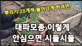 대파모종 이렇게 안심으면 죽거나 시들시들! 대파가 20개씩 불어나게 하려면!#대파모종심는방법 #대파재배 #대…