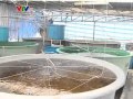 Sản xuất giống thủy sản