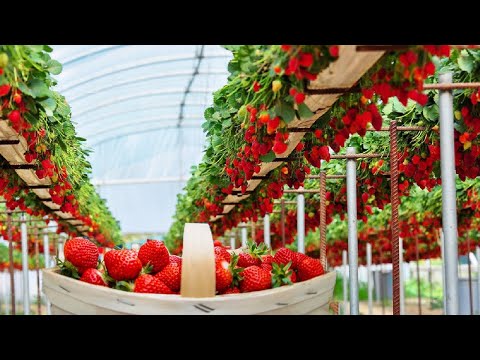 , title : 'Excellent Hydroponic Strawberries Farming in Greenhouse and Satisfying Harvesting Process'