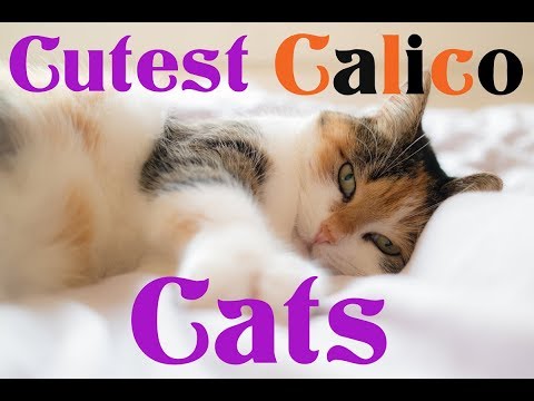 CALICO CATS- The Science Behind Their Colors
