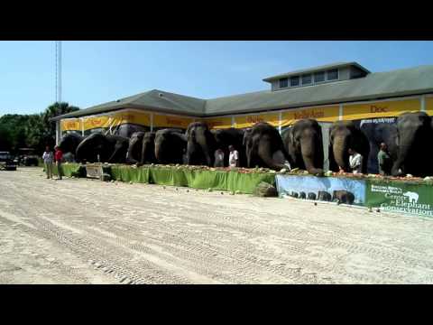 Ringling Circus Elephants Retire