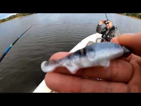 230 ahvenen päivä 🐟 | 2D luotaimella kalojen etsiminen