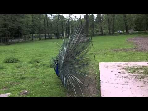 Balzender Pfau - Displaying peacock