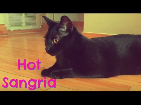 Hot Sangria vs. Selma the Cat