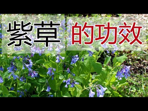 紫草副作用