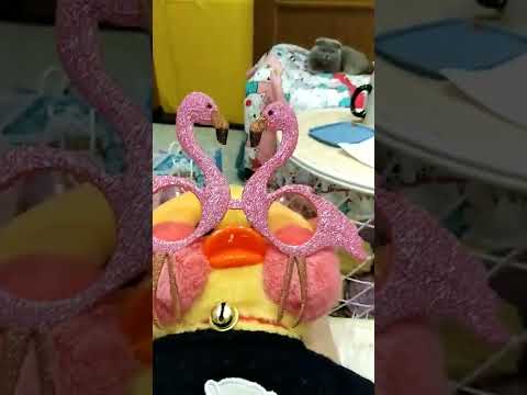 обзор новой одежды уточки lalafanfan