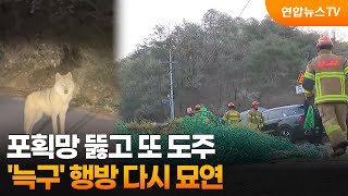 포획망 뚫고 또 도주…'늑구' 행방 다시 묘연 / 연합뉴스TV (YonhapnewsTV)