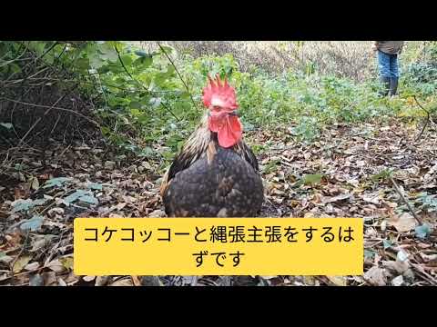 鶏は雪の中に行けるのか？彼らはそれを恐れているのでしょうか？最初に考慮すべき5つのこと!  庭園