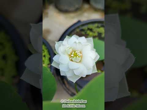 my new lotus hybrid : Little Moon