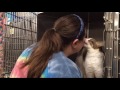 Adopt Kitty Mouse A Beautiful Tabby With Bright Green Eyes